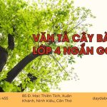 Văn Tả Cây Bàng Lớp 4 Ngắn Gọn Nhất