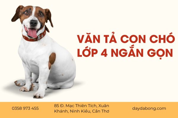 van-ta-con-cho