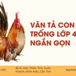 Văn Tả Con Gà Trống Lớp 4 Hay Nhất (Dàn Ý + Bài Mẫu Chi Tiết)