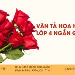 Văn tả hoa hồng lớp 4 ngắn gọn - Hướng dẫn và bài mẫu điểm 10